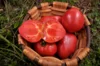 Tomates - Anna Russian