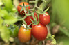 Tomates-Cerises - Whippersnapper