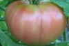 Tomates - June Pink