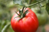 Tomates - German Johnson Pink
