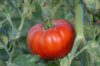 Tomates - Stump Of The World