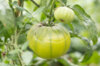 Tomates - Charlie Green