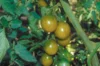 Tomates cerises - Raisin Vert