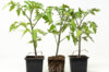 Plants de Tomates - Tomate Ananas 3 plants bio