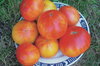 Tomates - Mennonite German Gold