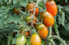 Tomates - Prune Noire