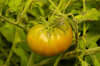Tomates - Aunt Ruby’s German Green