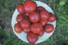 Tomates - Black Aisberg