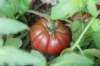 Tomates - Cuban Black