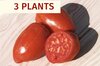 Plants de Tomates - Plants de Tomate Bigarrée Speckled Roman AB