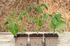 Plants de Tomates - Plants de Tomate Bigarrée Speckled Roman AB