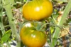 Tomates - Dorothy’s Green