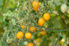Tomates-Cerises - Yellow Centiflor