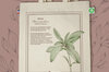 Sacs - Tote-bag Plante médicinale La Stevia