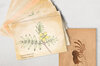 Cartes postales - Lot de 14 cartes postales - 13 Plantes médicinales + Kokopelli Nombre d’Or
