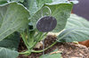 Accessoire de semis - Ardoises ovales  4,5 x 8 cm avec tuteurs 30 cm - lot de 10