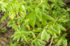 Plants de Fleurs, aromatiques & médicinales - Verveine Citronnée 2 plants bio