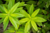 Plants de Fleurs, aromatiques & médicinales - Verveine Citronnée 2 plants bio