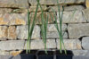 Légumes perpétuels - Poireau des vignes – Allium polyanthum - 3 plants bio