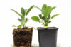 Plants de Fleurs, aromatiques & médicinales - Sauge Officinale 2 plants bio