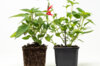 Plants de Fleurs, aromatiques & médicinales - Sauge Ananas 2 plants bio