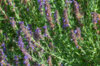 Plants de Fleurs, aromatiques & médicinales - Hysope 3 plants bio