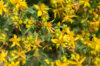 Plants de Fleurs, aromatiques & médicinales - Millepertuis 3 plants bio