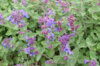 Plants de Fleurs, aromatiques & médicinales - Nepeta tuberosa 3 plants bio