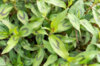 Plants de Fleurs, aromatiques & médicinales - Coriandre vietnamienne 2 plants bio