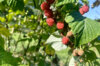 Framboisiers - Framboisier Tardif "Bois Blanc" 2 plants bio