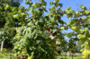 Framboisiers - Framboisier Tardif "Bois Blanc" 2 plants bio