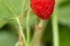 Plants de Fraisiers - Fraisiers des bois "Reine des vallées" 3 plants bio