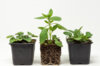 Plants de Fleurs, aromatiques & médicinales - Trio de plantes pour tisanes 3 plants bio