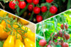 Plants de Tomates - Trio de tomates-cerises 3 plants bio