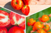 Plants de Tomates - Trio de Tomates Coeur de Boeuf 3 plants bio