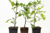Plants de Tomates - Tomates « Coups de Coeur des producteurs » 3 plants bio