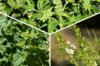 Plants de Fleurs, aromatiques & médicinales - Trio d’aromatiques (Estragon, Sarriette des montagnes, Origan) 3 plants bio