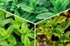 Plants de Fleurs, aromatiques & médicinales - Trio de menthes 3 plants bio
