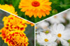 Plants de Fleurs, aromatiques & médicinales - Trio de plantes compagnes 3 plants bio