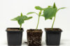 Plants de Potagères - Trio de concombres 3 plants bio
