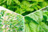 Plants de Fleurs, aromatiques & médicinales - Trio de basilics 3 plants bio