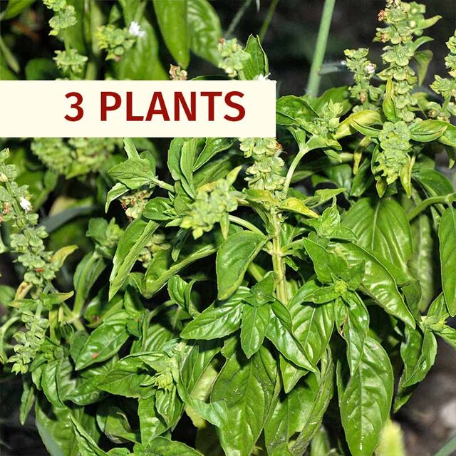 Aromatiques - Plants de Basilic Grand vert