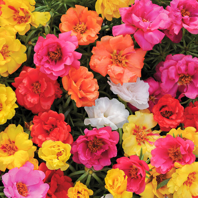 Portulaca Happy Hour Peppermint Association Kokopelli