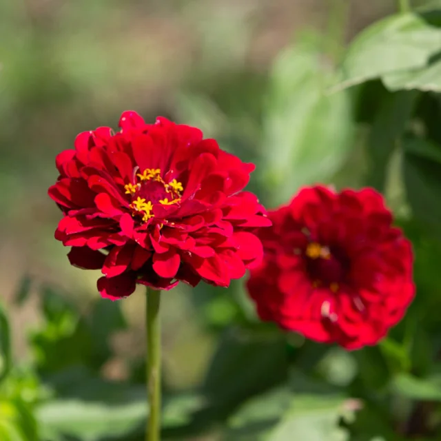Zinnias Super Yoga Red Association Kokopelli
