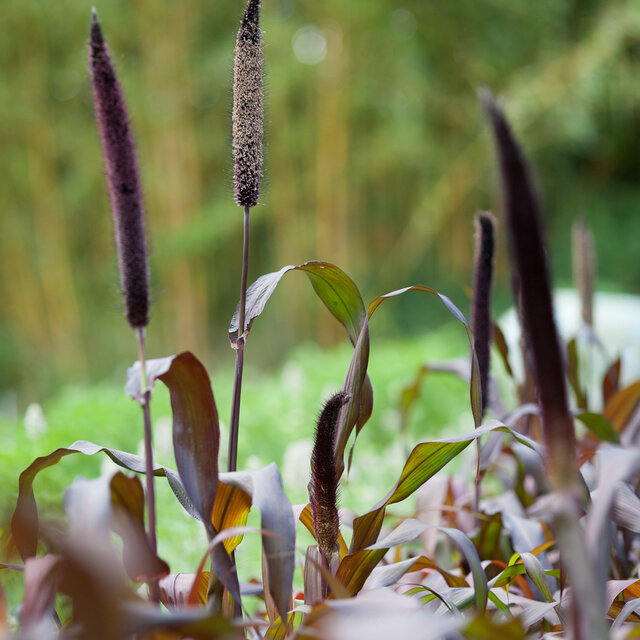 Millets Jester Association Kokopelli