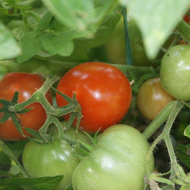 Tomates - Kootenai