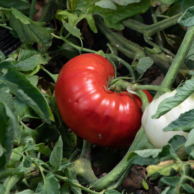 Tomate Rouge Sainte Lucie Association Kokopelli