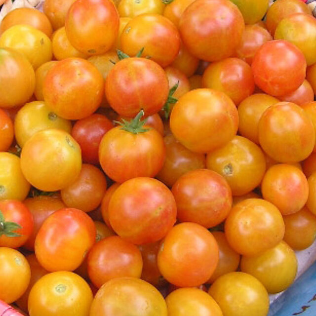 Tomate-Cerise Bigarrée - Jan's