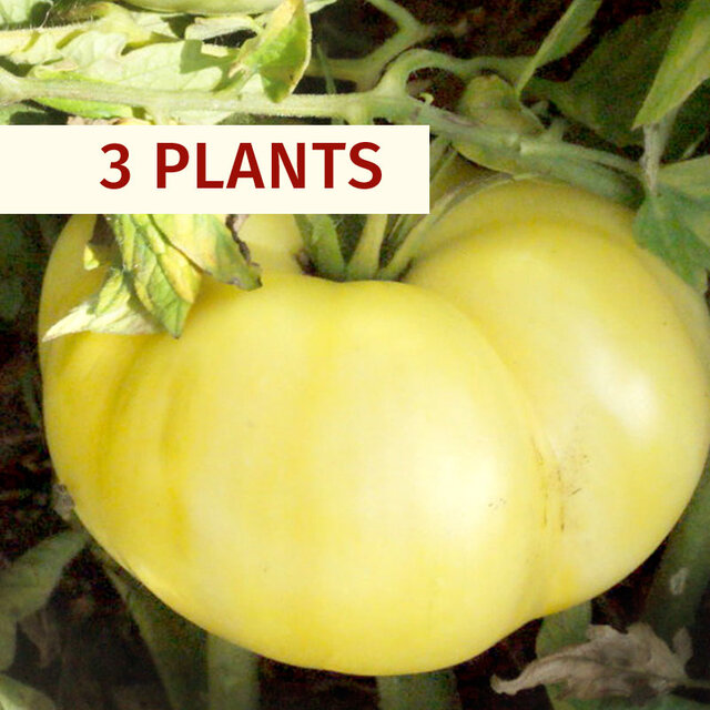 Tomates - Plants de Tomate Blanche White Queen