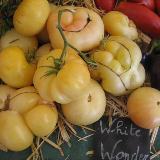 Tomates - White Wonder